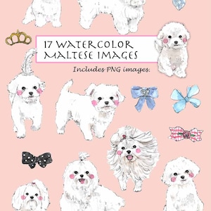 CLIP ART- Watercolor Maltese Set. 17 Images. Digital Download. Puppy. White.