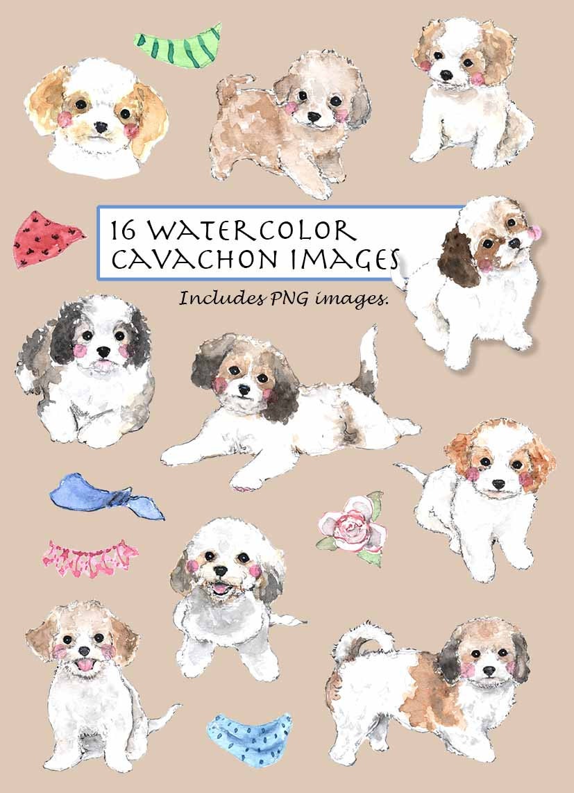 Maltipoo Dog Images | Free Photos, PNG Stickers, Wallpapers & Backgrounds -  rawpixel
