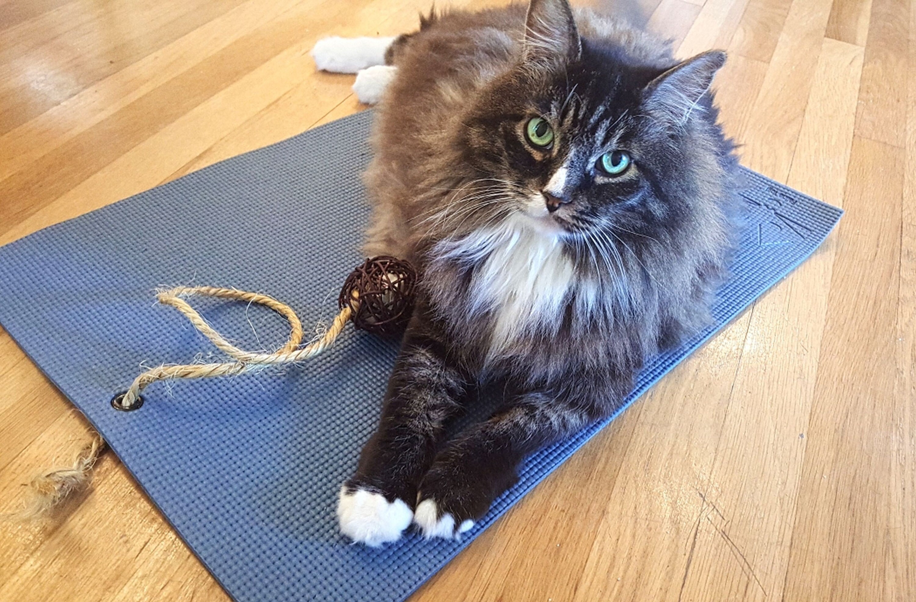Cat proof yoga mat sales