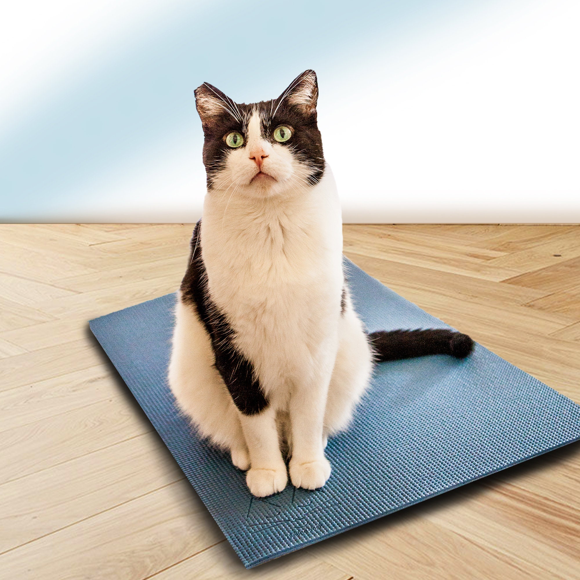 Tapis de Yoga pour chat : un accessoire pour chats zen et joueurs