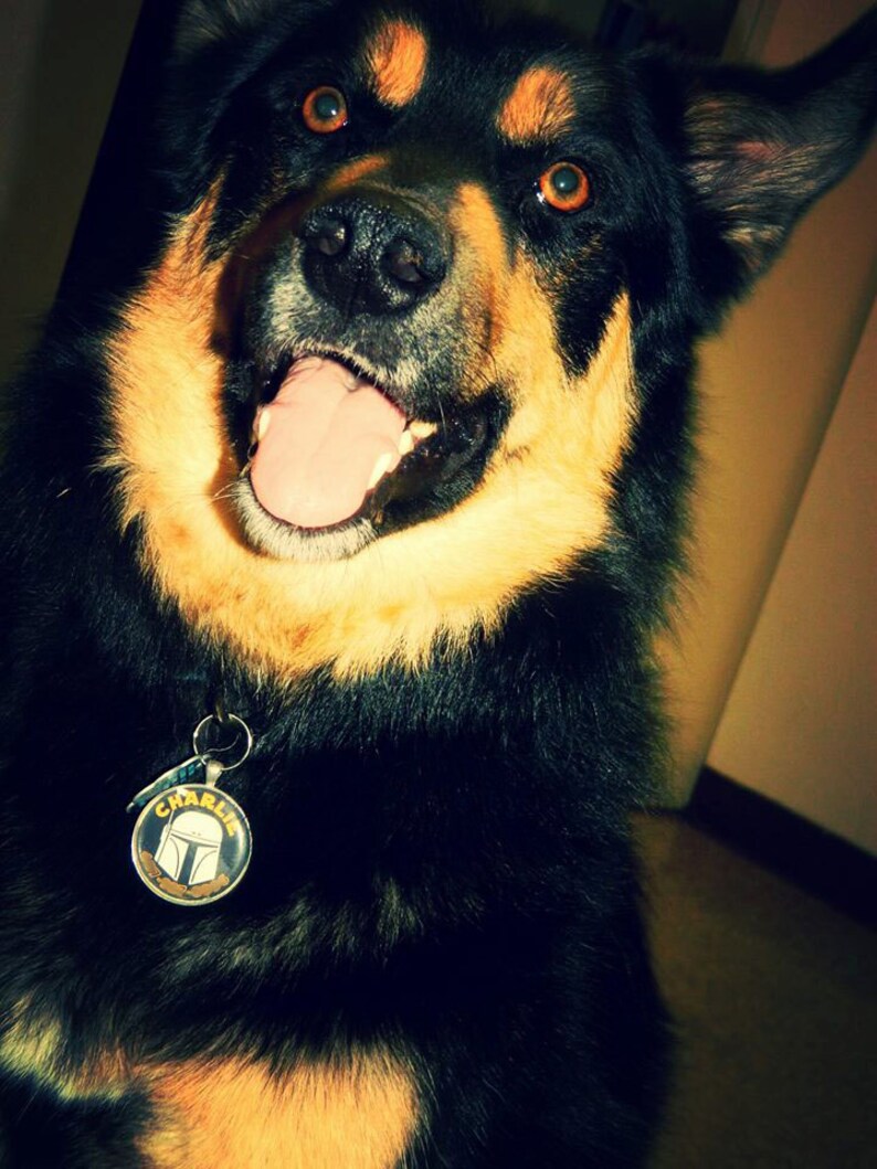 Star Wars Boba Fett *Inspired* Pet ID Tag Cat Tag Pet Tag Dog tag