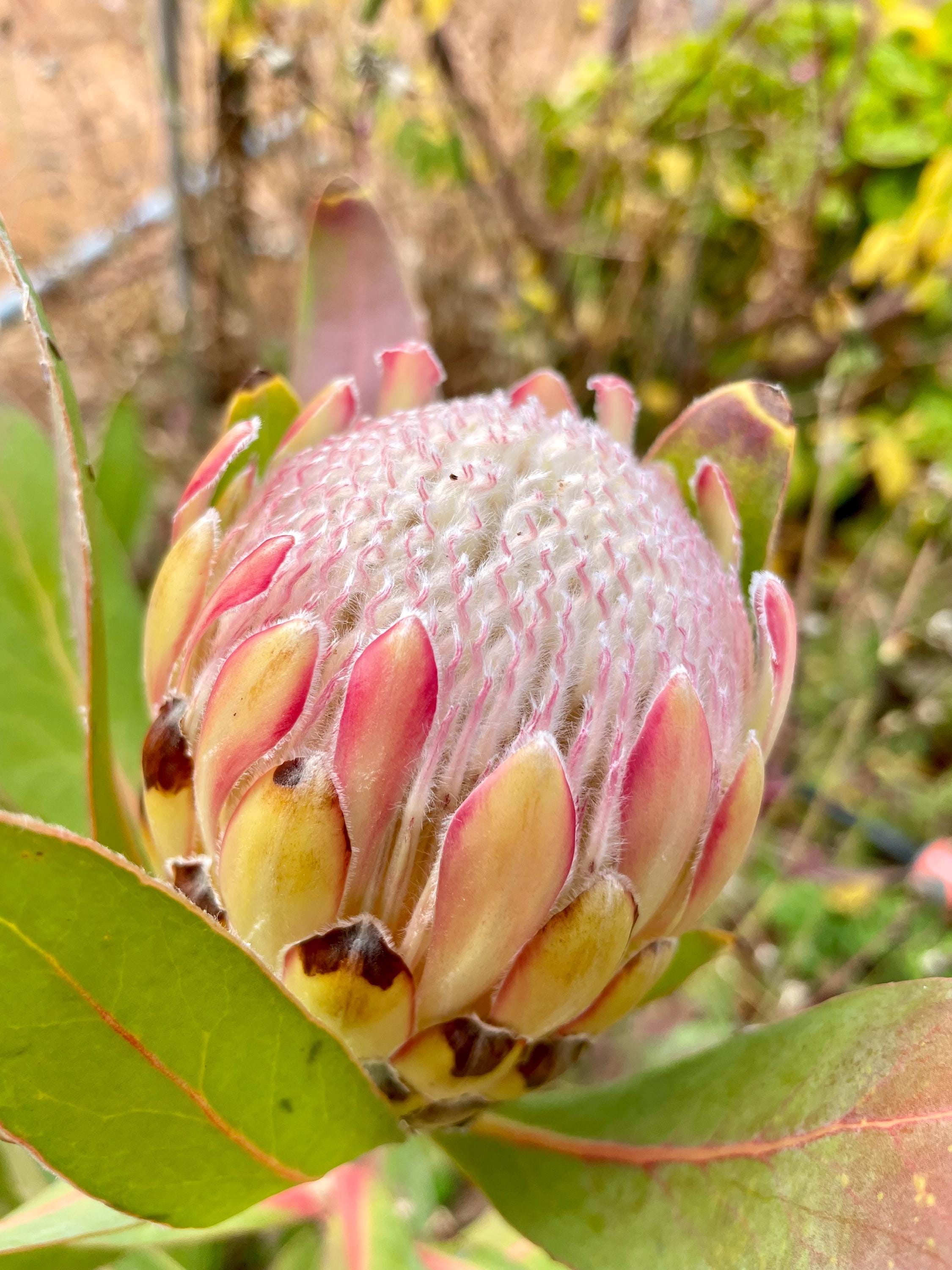 Protea Magnifica (susara) x 5 seeds