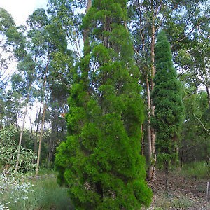 Native Black Cypress Pine Callitris Endlicheri 20 Seeds, Australian Native image 2