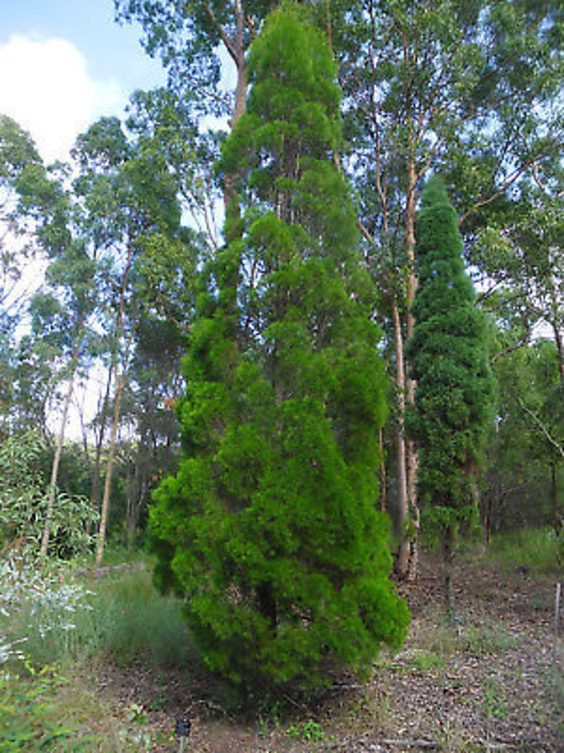 Native Black Cypress Pine Callitris Endlicheri 20 Seeds, Australian Native image 2