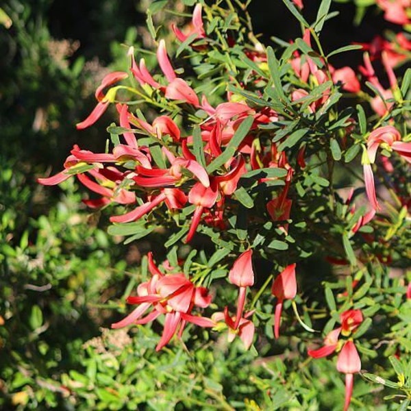 Cockies Tongue, Templetonia retusa 20 x seeds Aussie Native