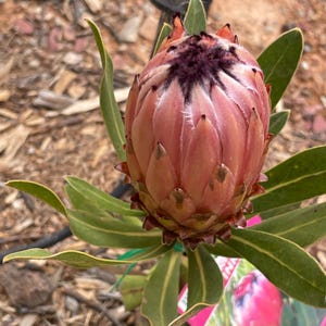 Protea rosa Neriifolia x 5 frön