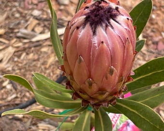 Protea pink Neriifolia x 5 seeds