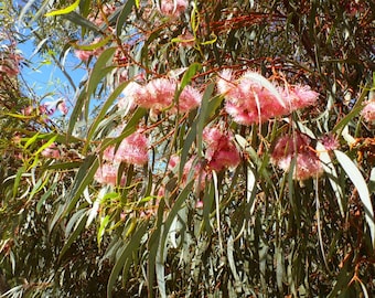 Eucalyptus torquata – Coral Gum seed x 200