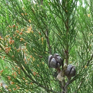 Native Black Cypress Pine Callitris Endlicheri 20 Seeds, Australian Native image 1