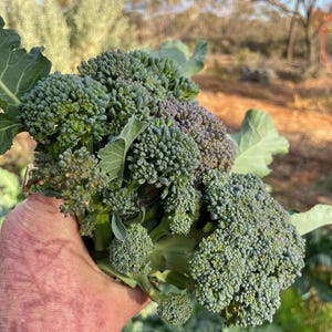 100x Délicieuses pousses violettes, graines de brocoli