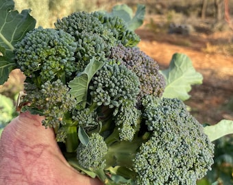 100x  Delicious purple sprouting, broccoli seeds