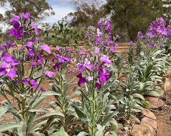 Purple Stock, Pungent Aroma, Drought Hardy, Beautiful flower