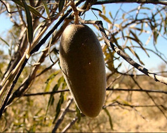 NATIVE Bush Banana Seeds, Marsdenia Australis, Australian Indigenous Bush Tucker x 10 seeds
