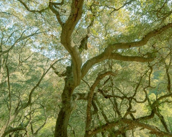 Dossel verde gigante - Nature Prints - Los Angeles, Califórnia - 8x10 a 24x36 - Art Prints