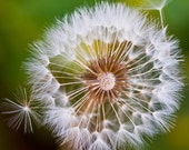 Dandelion in the Wind - Square Print - 10x10 to 20x20 - Closeup Nature Prints of Flowers Ready to Frame