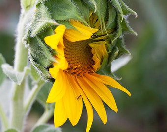 Yawning Sunflower - 8x10 - 24x36 - Art Print - Photo for display - Summer Sale!