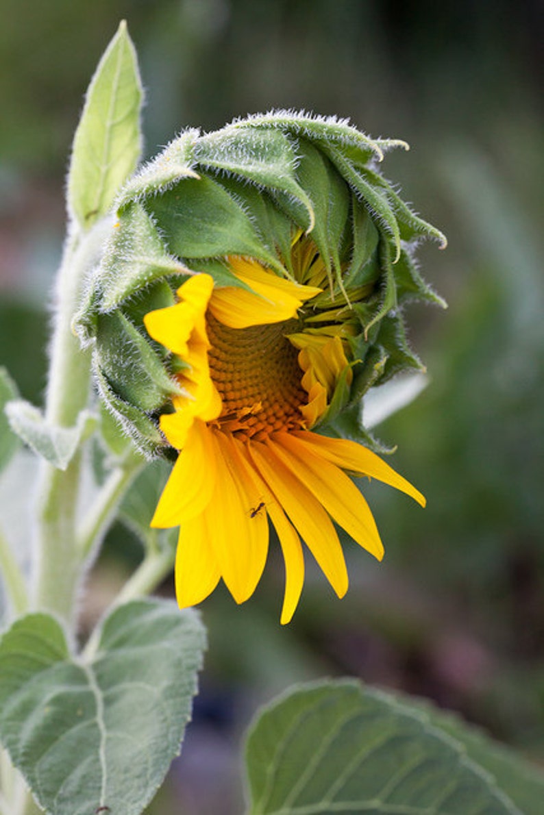 Yawning Sunflower 8x10 24x36 Art Print Photo for display Summer Sale image 1