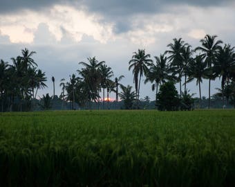Bali Sunset Over the Fields - Bali, Indonesia -  Tropical Landscape 8x10 to 24x36 Art Prints