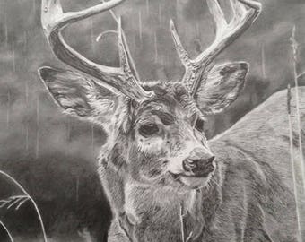 Buck Graphite Pencil Drawing