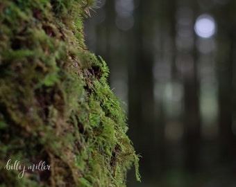 fine art photograph - nature photograph, lush, green, trees, forest photograph, spa photograph, zen, office decor, home decor, yoga decor