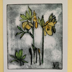Helleborus