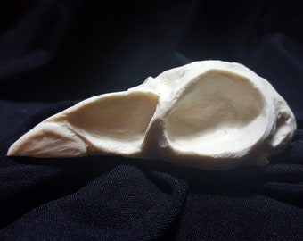 Large Bird Skull Replica Resin