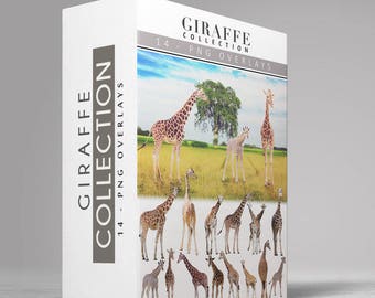 GIRAFFE - 11 -  Transparent PNG  GIRAFFE Images