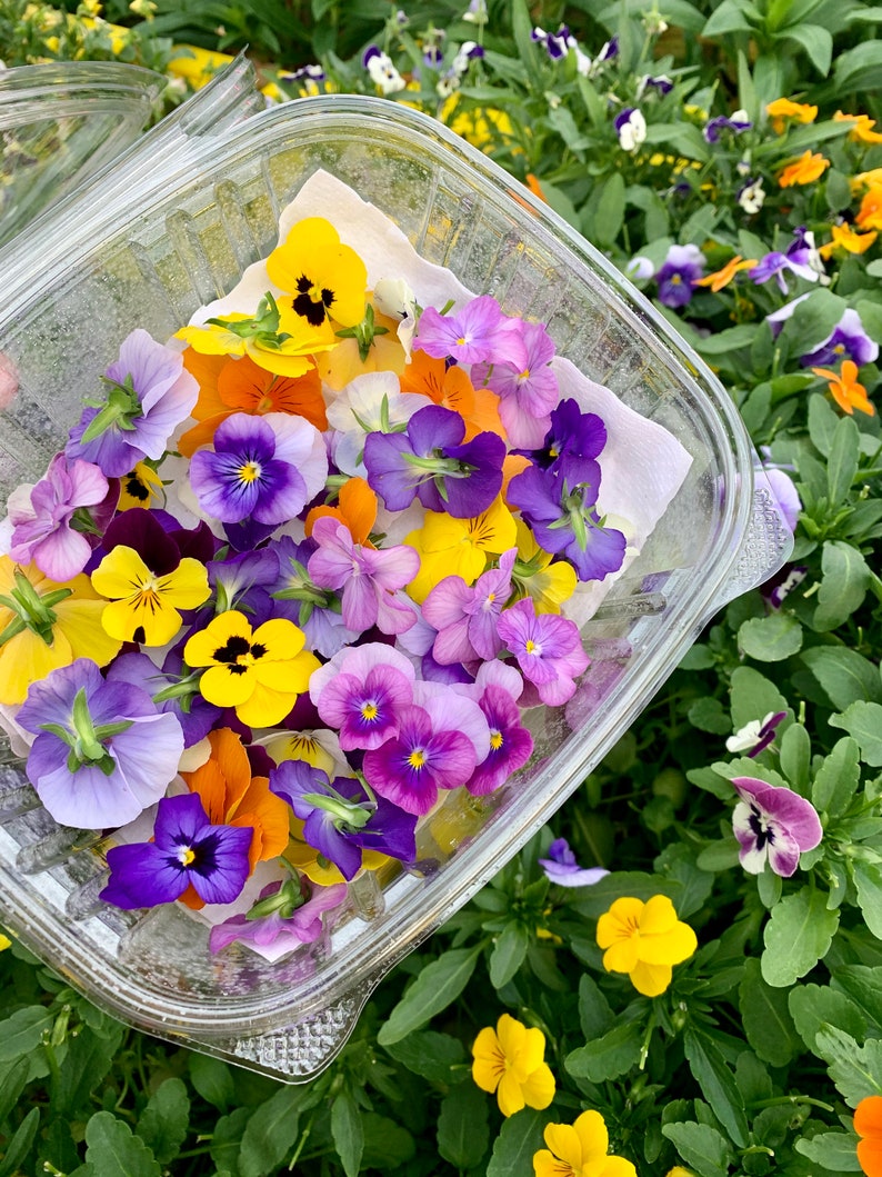 Edible Flower Lollipops image 10