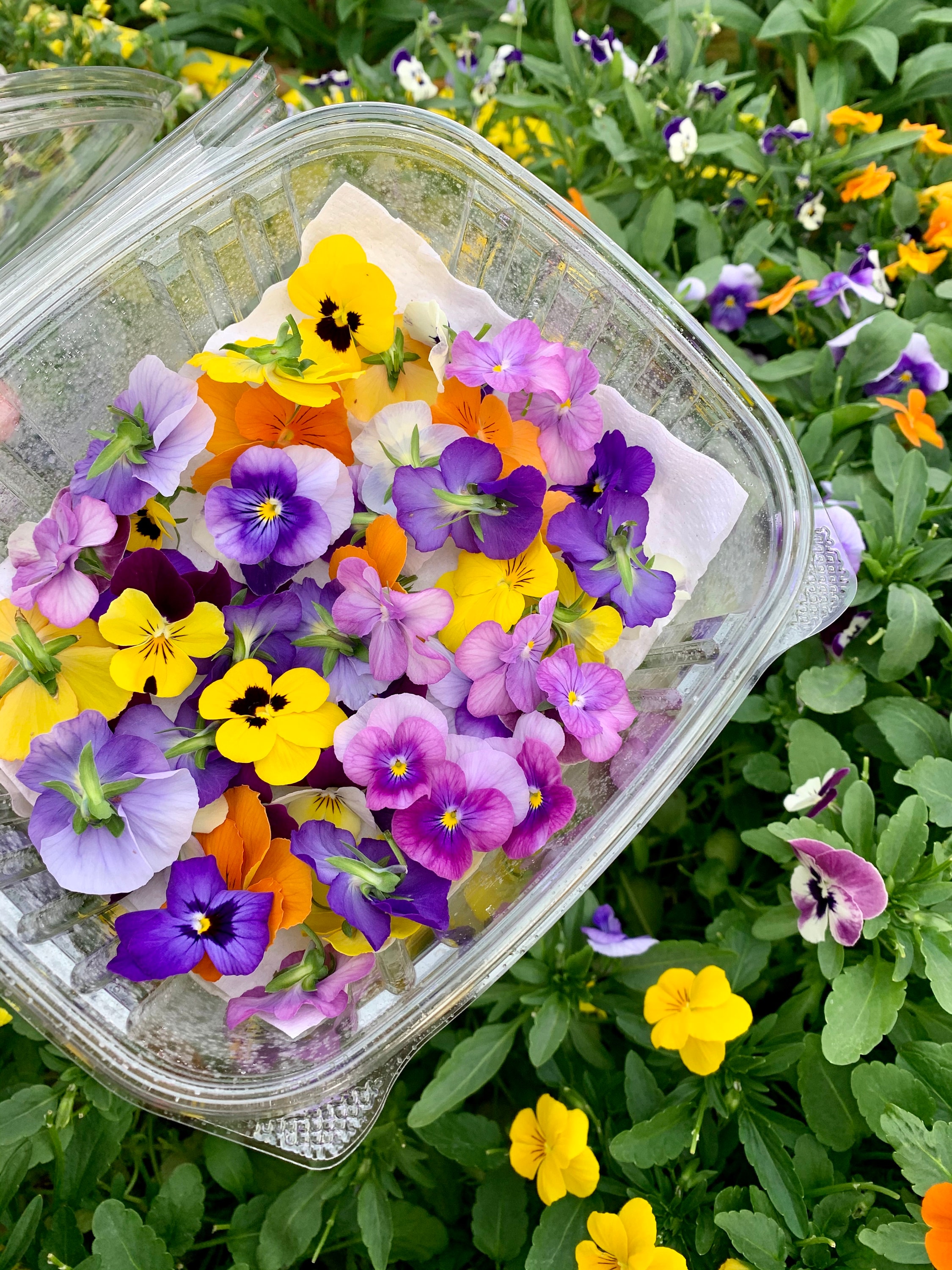 Edible Flower Lollipops Etsy