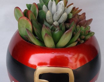 Medium Succulent Arrangement in a Ceramic Santa Belt Ball Planter. Beautiful, complete dish garden.