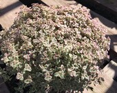 Succulent Plant. Mature Kitten Ears. A beautiful plant with purple edging.