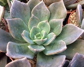 Medium Succulent Plant Echeveria Princess Blue. A dark, dusty green center fading to shades of blue Beautiful in bouquet or centerpiece