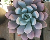 Mature Succulent Plant Graptoveria Opalina. Fleshy leaves in pale pastel hues. Beautifully colored addition to any garden.