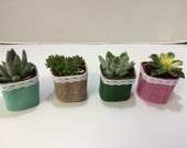 Succulent Plants. 20 Gorgeous Favors with Succulent Plants, Pots with Burlap, Lace and Ribbon Trim.