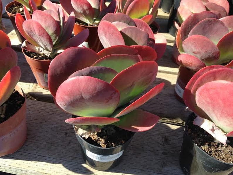 Succulent Plant. Large Flapjacks Succulent Plant. Large fan Etsy