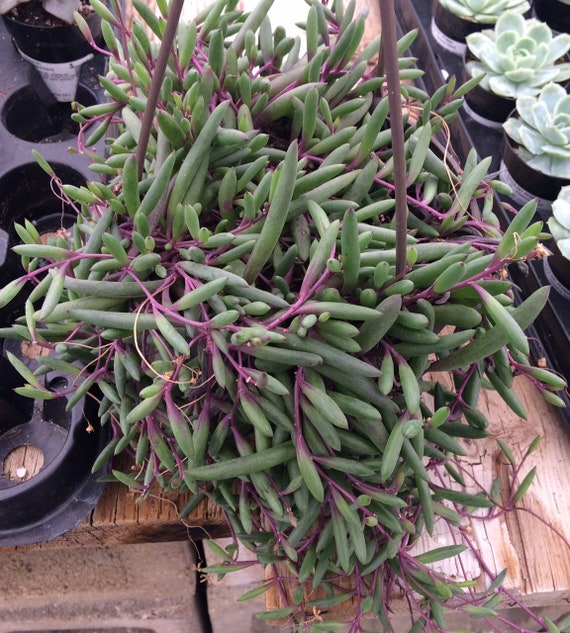 Mature Succulent Plant Little Pickles Ruby Necklace Etsy Singapore