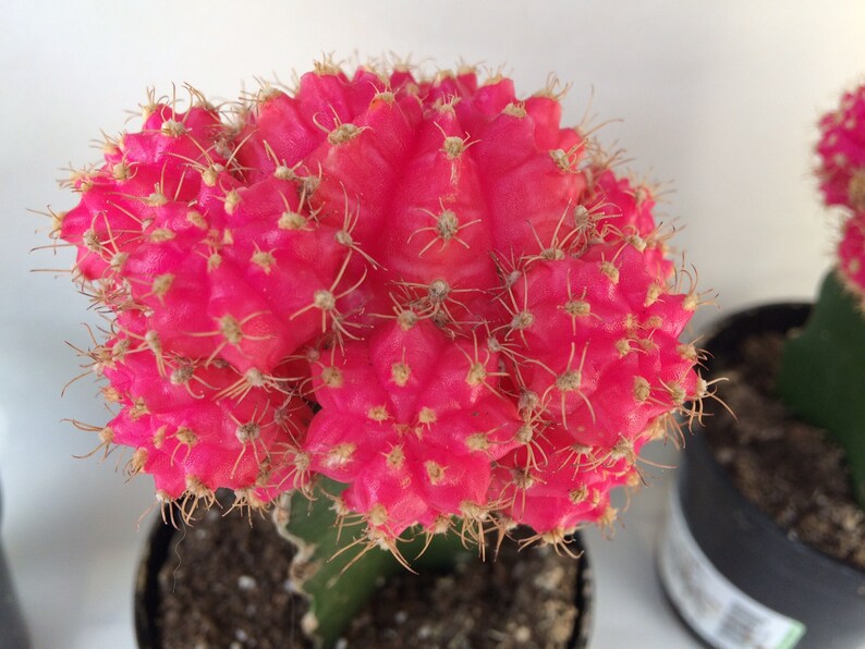 Small Cactus Plant. Grafted Moon Cactus. Bright pink color adds beauty to your garden. image 4