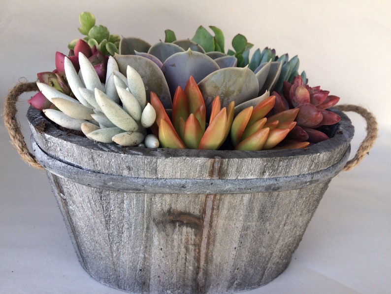 Complete Succulent Plant beautiful succulent arrangement shipped completely planted in a Grey White Washed Wood Oval Planter..