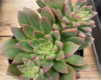 Medium Succulent Plant Tacisedum 'Solar Flare'. A beautiful rosette  in olive green with deep copper-pink margins.