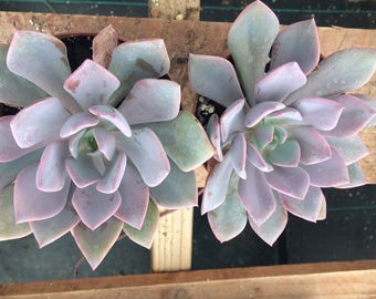 Medium Succulent Plant.  Graptoveria Debbie