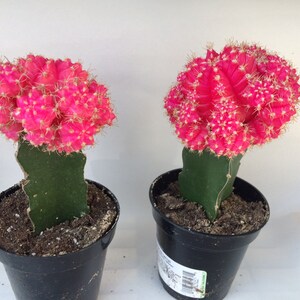 Small Cactus Plant. Grafted Moon Cactus. Bright pink color adds beauty to your garden. image 8