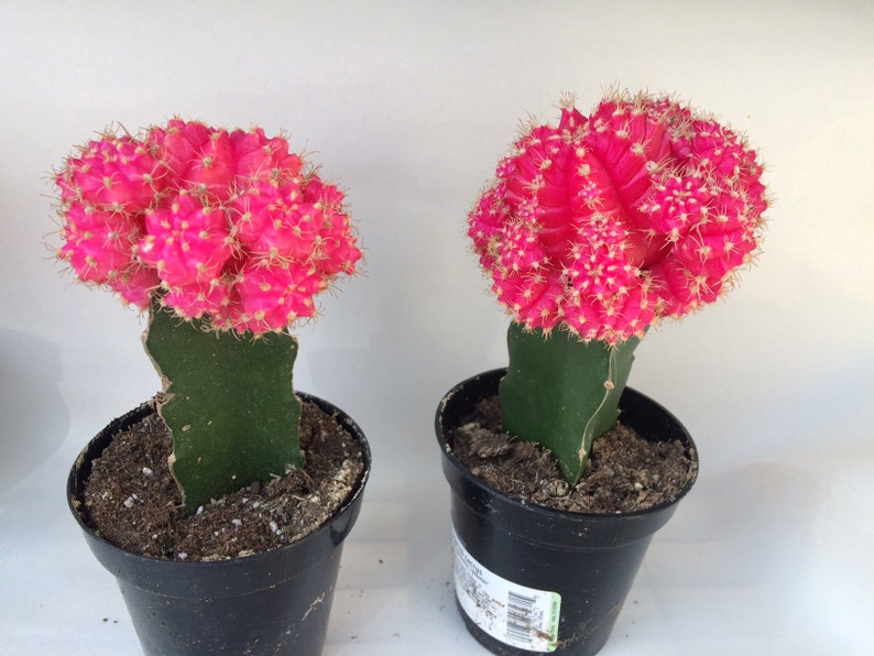 Small Cactus Plant. Grafted Moon Cactus. Bright pink color adds beauty to your garden. image 8