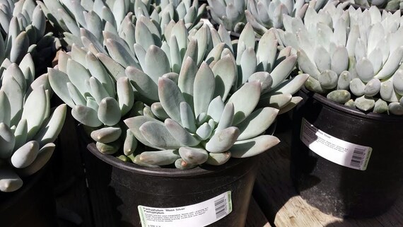 Succulent Mature Plant Pachyphylum Moon Silver Etsy