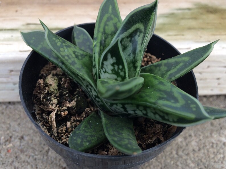 Succulent Plant. Small Dwarf OxTail. Beautiful deep green