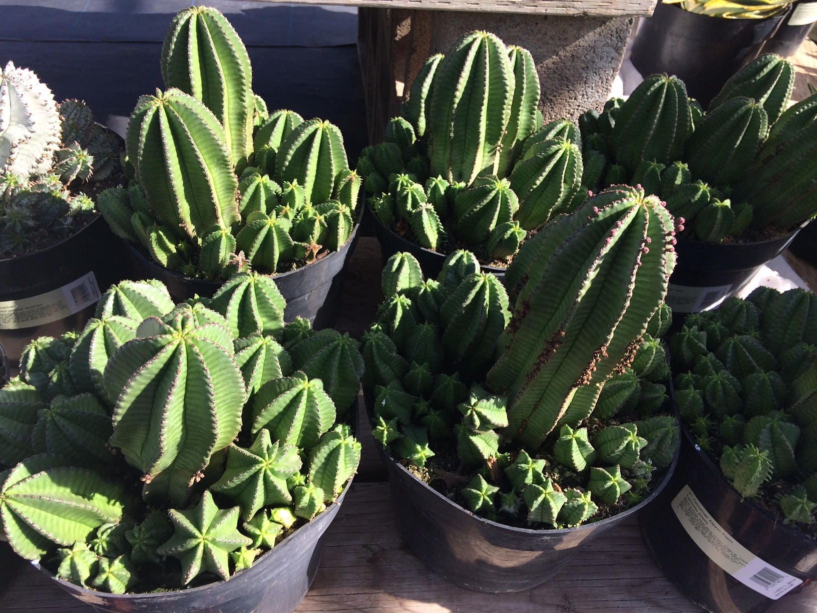 Cactus Plant. Mature Tanzanian Zipper Cactus. the Edges of Etsy