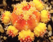 Cactus Plant. Large Grafted Moon Cactus. Bright Yellow Cactus adds beauty to your garden.
