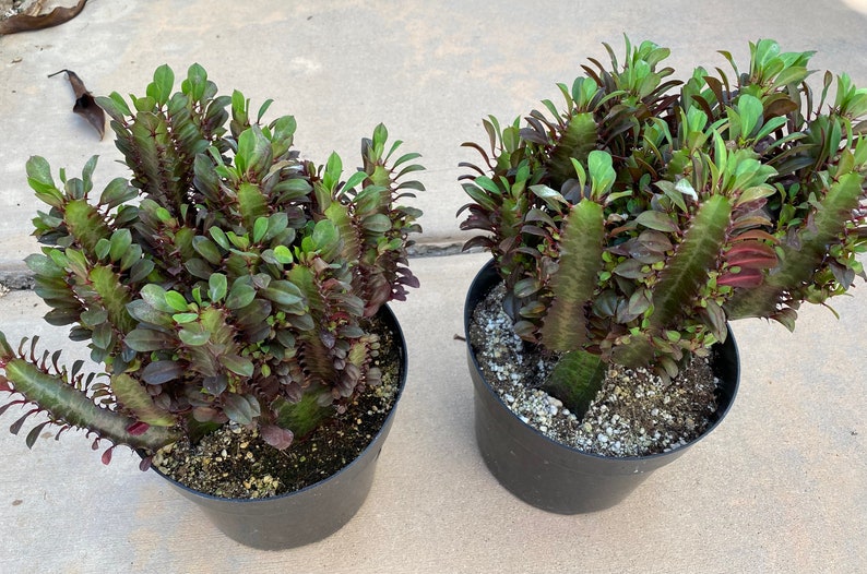 Mature Cactus Plant Good Luck Plant 'Royal Red' Etsy