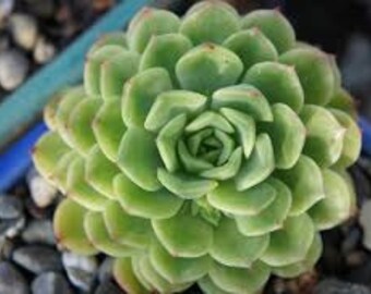 Small Succulent Plant Echeveria Lime & Chile beautiful lime green rosette with pale reddish edging