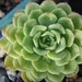see more listings in the Small Plants section