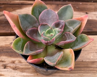 Medium Succulent Plant Graptoveria 'Jules'.  A uniquely colorful and rare hybrid.